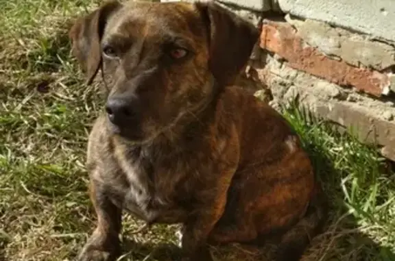 Найдена домашняя собака в Барнауле.
