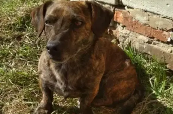 Найдена собака на ул. Крупская, 97 в Барнауле