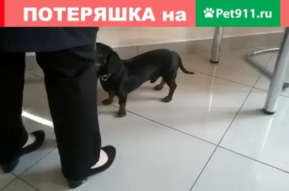 Собака такса найдена на фабрике РОКСА, обращаться в отдел кадров.