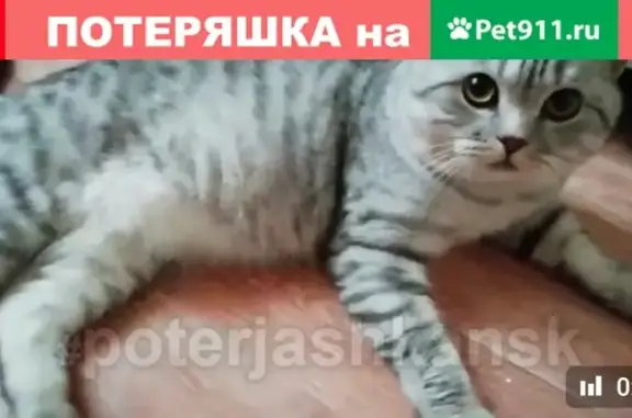 Найдена кошка в Новосибирске