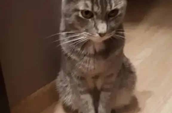 Потерянные животные Ярославль, фото: Пропал кот на ул. Салтыкова-Щедрина 12