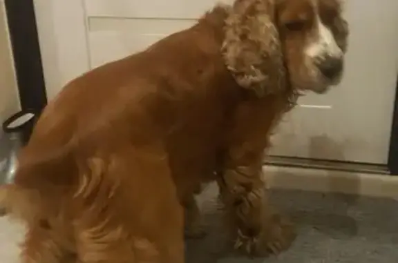 Собака найдена на ул. Гагарина 15 в Калининграде