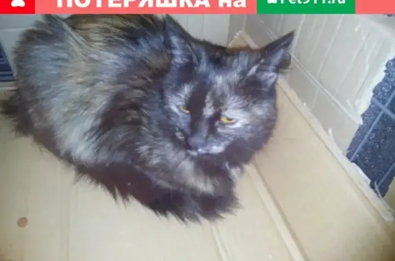 Найдена кошка на Архангельской 19 в Череповце