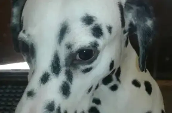 Собака Далмаатинец найдена на Дзержинского, 42 в Н. Тагиле