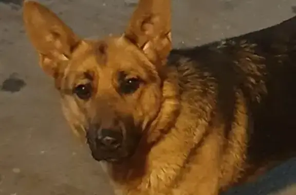 Найдена собака на Новоколомяжском проспекте.