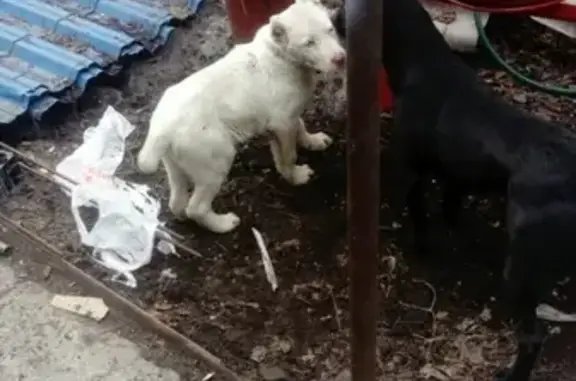 Найден щенок на ул. Демьяна Бедного, Липецк