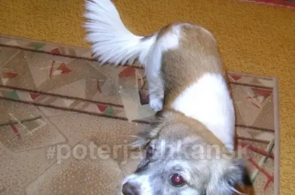 Пропала собака в Ленинском районе Новосибирска