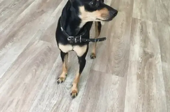 Найдена маленькая чёрная собака в Троицком