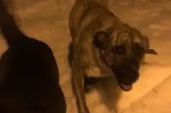 Найдена собака на выезде из Южно-Сахалинска