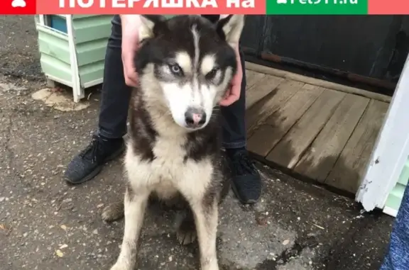 Найдена собака хаски в парке Перовского, Оренбург