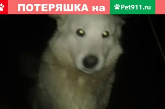 Найдена собака в Суздальском районе, светлой масти