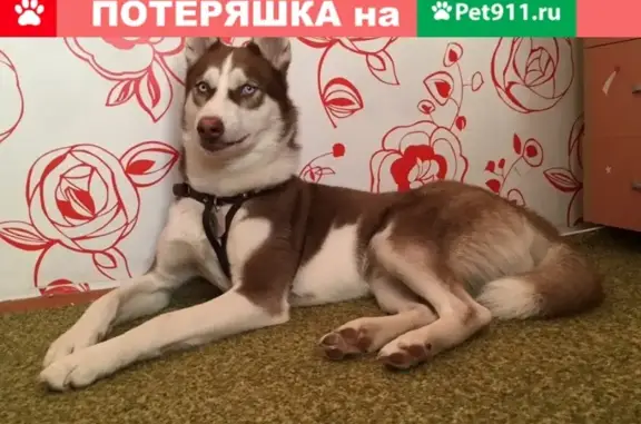 Пропала собака в Красноярском крае, Кодинск