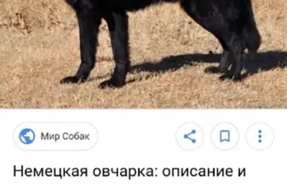 Найдена собака на Силикатном, Россия, Орёл