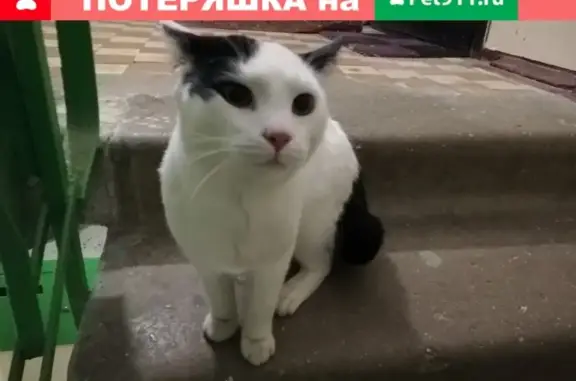 Найден кот на Шибанкова 11 А.