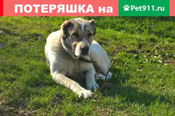 Пропала собака Алабай в Иваново, вознаграждение!