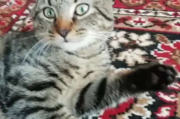 Потерян кот Зефир в районе больницы, Себеж, Псковская область