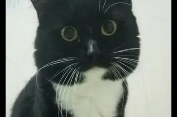 Кошки потеряшки, Ижевск, фото: Потеряшка кот Тима в Ижевске, район филармонии-гостиницы.