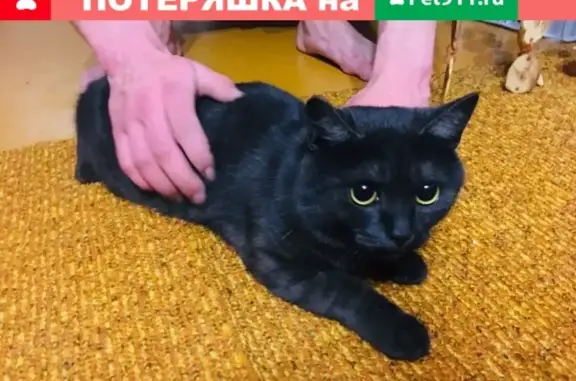 Найдена кошка в Магнитогорске