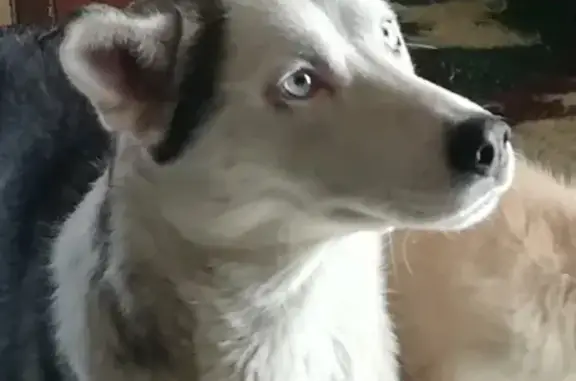 Собаки потеряшки, Тверь, фото: Потеряшка хаски в Пролетарском районе, Тверь