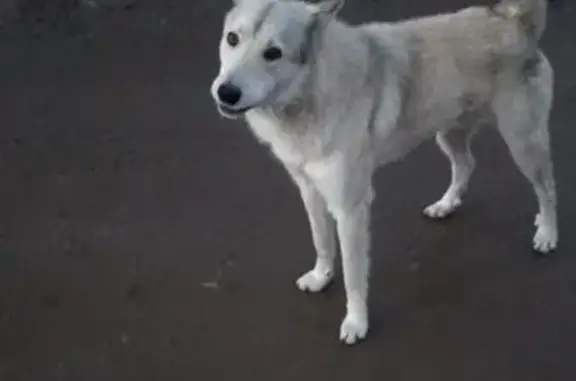 Найдена собака в дер. Войтолово, Кировский район, Ленинградская область.