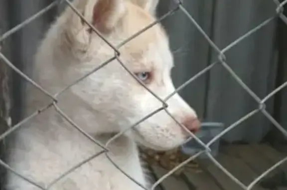 Собаки потеряшки, Солдато-Александровское, фото: Потеряшка хаски в Солдато-Александровском селе