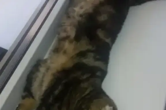 Пропала кошка Мими в районе Гагарина 2, вознаграждение гарантировано