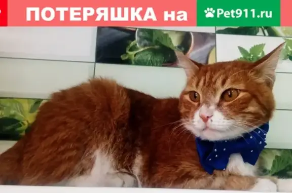 Найден домашний кот в Большевичке, Омск.
