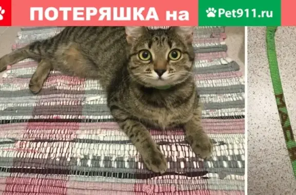 Найдена кошка Мася в Ижевске