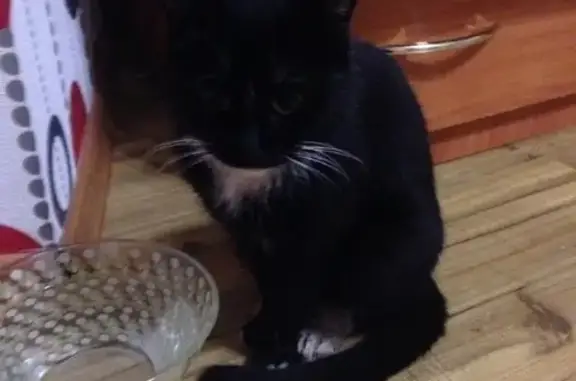 Найдена черная кошка на Вторчермете (Екатеринбург)