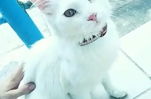 Пропал кот в Брянске, Фокинский район, белый, пушистый, жёлто-оранжевые глаза.