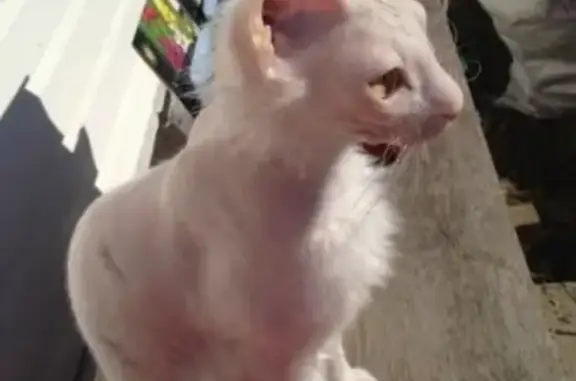 Пропала кошка в Ленобласти, зовут Феня