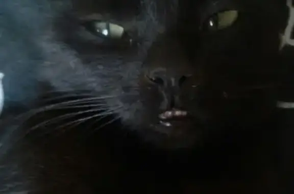 Пропала кошка в Зернограде, маленькая, черная с зелеными глазами.