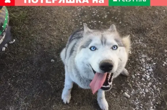 Найдена собака в Боре, звоните
