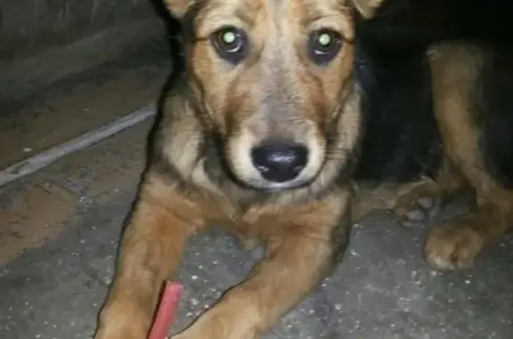 Найден щенок в Нижнем Тагиле (ул. Алтайская)