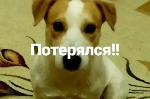 Пропала собака на ул. П.Лумумбы 5 в Новоаннинском