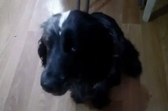 Пропала собака Тимоха, чёрный спаниель без одного глазика! Костромская область, Буй.