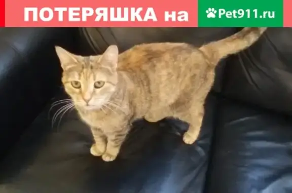 Найдена кошка в СПб на пр. М. Жукова