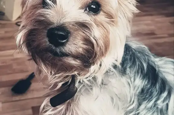 Собаки потеряшки, Деревянное, фото: Потеряшка собака в Деревянном, улица Весенняя