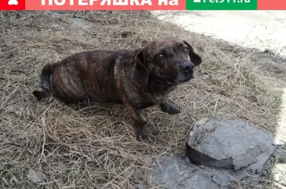 Найдена собака на ул. Крупской, 97