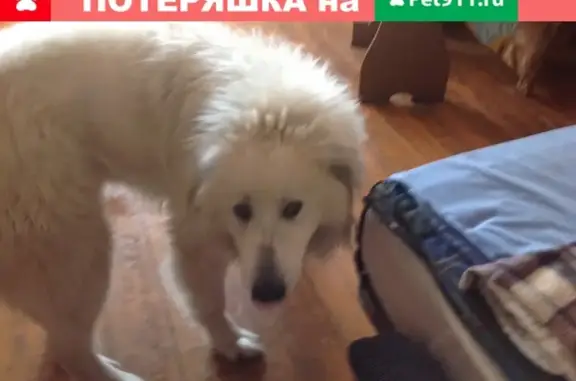 Найдена собака в Всеволожском районе