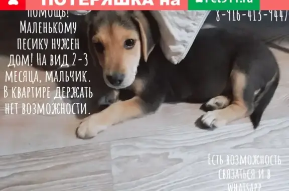 Найден щенок в Коломне
