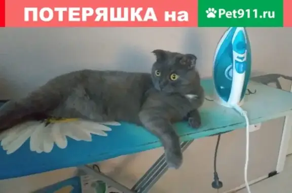 Найден кот на ул. Чехова в Казани