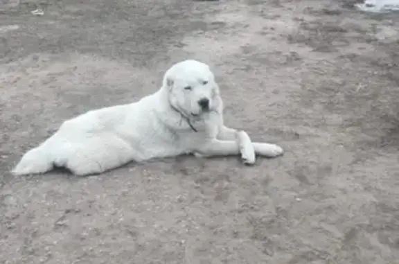 Собаки потеряшки, село Ковардицы, фото: Потеряшка собака в селе Ковардицы