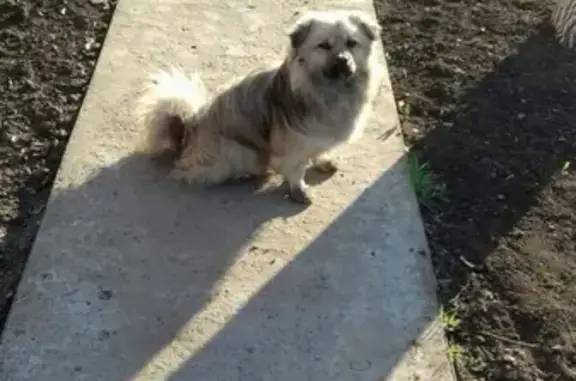 Собака найдена в северном районе Таганрога