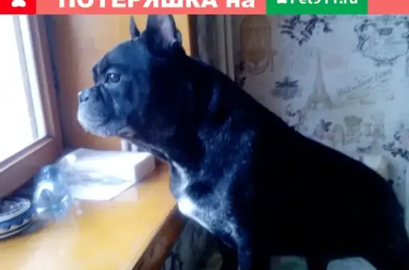 Пропала собака Чак в Петропавловске-Камчатском