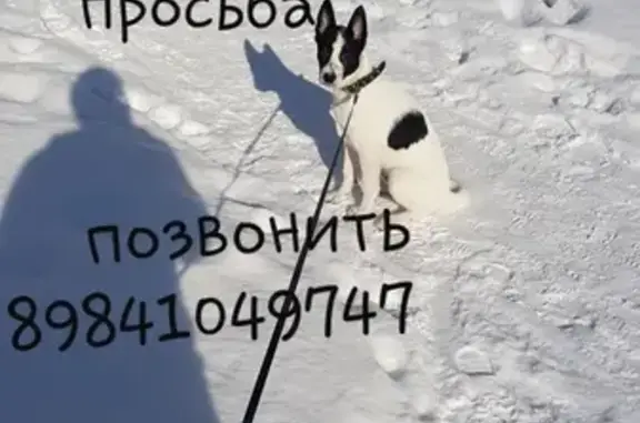 Пропала собака ВСЛ, 4 мес. в Якутске