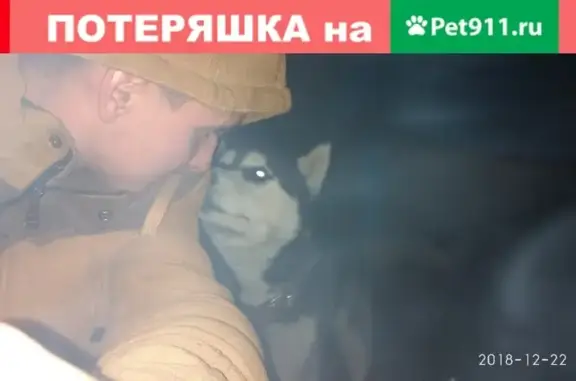 Пропала собака ХАСКИ по адресу Тихорецкий район, Тихорецк.