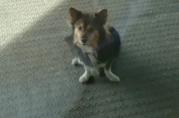 Найдена собака возле церкви на ул. Щорса, ищем хозяев! (Красноярск)