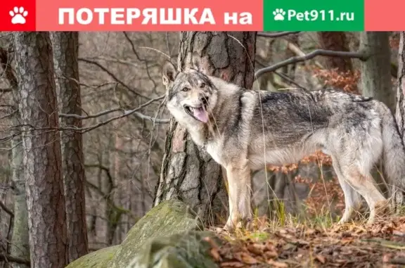 Пропала собака по адресу в Московской области
