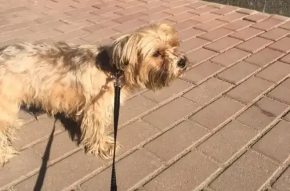 Найдена собака в Центральном районе СПб на Суворовском проспекте